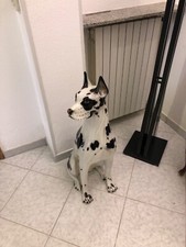 cane alano usato cane alano usato Sori