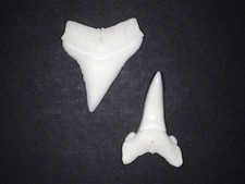 Speerzahnhai echte haizähne gebraucht kaufen  Leipzig