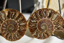Rare ammonite siée d'occasion  Pont-à-Mousson