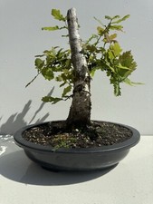 English oak bonsai for sale  LEAMINGTON SPA