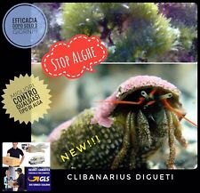 Pack paguri pulitori usato  Italia