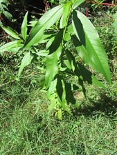 Peach tree seedling for sale  Charlotte