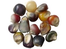Maïs glass gem d'occasion  Puy-Guillaume