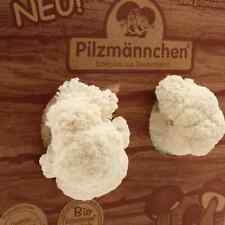 Bio pilzzuchtbox pom gebraucht kaufen  Calw