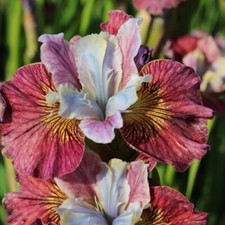 Iris sibirica miss for sale  CRANBROOK