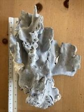 Blue ridge coral for sale  Nederland