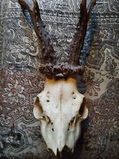 Taxidermy head for sale  LONDON