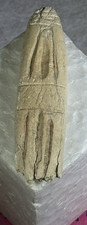 Bone scrimshaw authentic for sale  San Francisco