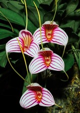 Masdevallia peppermint rock usato  Spedire a Italy