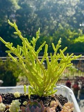 Crassula muscosa watch for sale  San Carlos