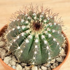 uebelmannia usato uebelmannia usato Baranzate