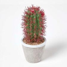 Lifelike spiny pinchusion for sale  CRADLEY HEATH