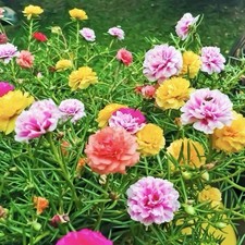 Moss rose seeds for sale  Buffalo