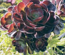 Arboreum aeonium succulent for sale  San Jose