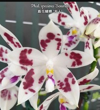 Last one phalaenopsis for sale  SHREWSBURY