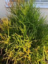 Cuttings fire sticks for sale  El Monte