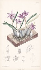 Sophronitis violacea brazil usato  Spedire a Italy
