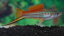 Neon swordtail fish for sale  Cary