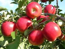 Red flesh apple for sale  LLANWRDA