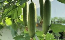 Graines luffa bio d'occasion  Coulommiers