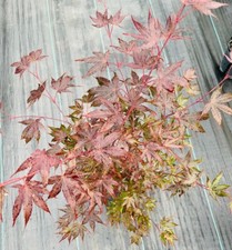 Acer palmatum rhode for sale  Mount Pleasant