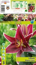 Lilium rientalis rientalische gebraucht kaufen  Erfurt