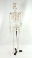 Human anatomical anatomy for sale  Pine Valley
