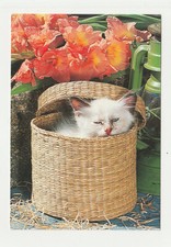 Chaton carte postale d'occasion Chaton carte postale d'occasion  Béziers