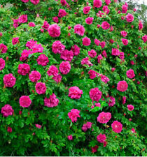 5 boutures BIO de rosier rosa RUGOSA rugueux -  comestible !! comprar usado  Enviando para Brazil