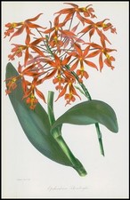1834 1849 epidendrum usato  Spedire a Italy