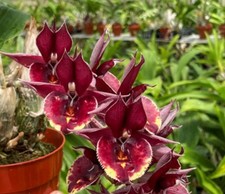 Catasetum dream boat for sale  San Francisco