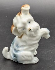 Wired hair fox for sale  Schenectady