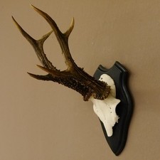 rehbock geweih gebraucht kaufen  Nagel