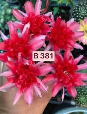 Echinopsis lobivia 381 d'occasion  France