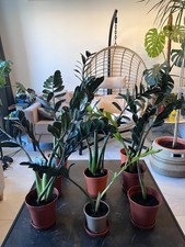 Zamioculcas zamiifolia black for sale  MANCHESTER