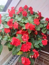 Impatiens rouge d'occasion  Vendôme