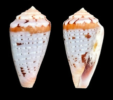 Conus scitulus scitulus for sale  Shipping to Ireland