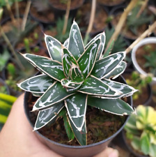 Agave regina vittoria usato Agave regina vittoria usato  Valmacca