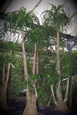 Elefantenfuß baum pflanze gebraucht kaufen Elefantenfuß baum pflanze gebraucht kaufen  Kaiserslautern