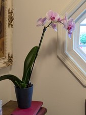 Phalanopsis pink white for sale  Bensalem