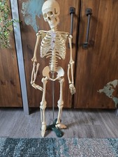 human skeleton for sale human skeleton for sale  NORTHAMPTON