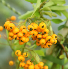 Pyracantha firethorn soleil for sale  CREWE