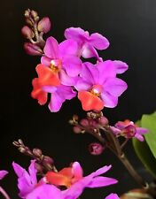 Phalaenopsis table mystery. for sale  NOTTINGHAM