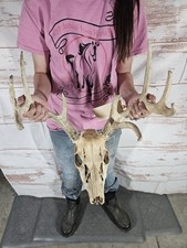 Wild point whitetail for sale  Knoxville