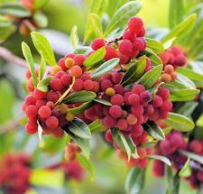 Yumberry tree seeds for sale  Russell