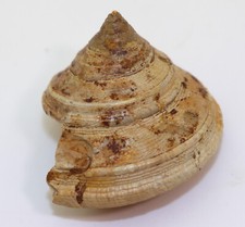 Schnecke pleurotomaria jura gebraucht kaufen  Weeze