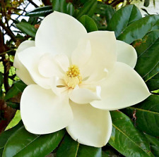 Magnolia grandiflora little for sale  NORTHWICH