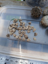 Tephrocactus geometricus seeds for sale  BRISTOL