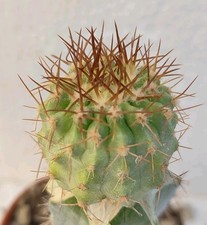 copiapoa usato  Lecce