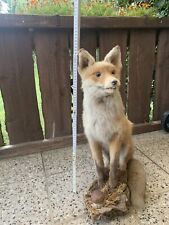 Ausgestopfter fuchs gebraucht kaufen  Oranienburg
